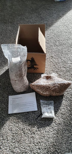 Grow Your Own Mushrooms at Home - 5 Step Phoenix Oyster Kit Carousel 2