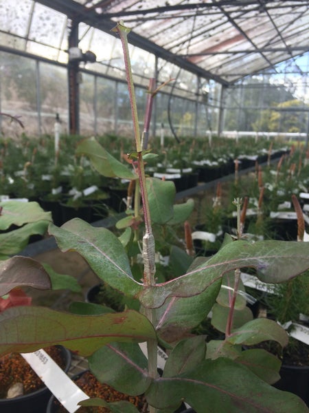 30mm x 100M Budding and Grafting tape Carousel 2