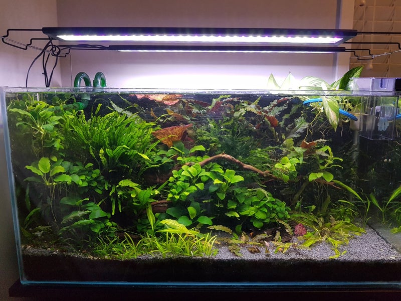 Planted Tank Root Tabs (Capsules), NPK, Plus Trace Elements Fertilizer. Carousel 4