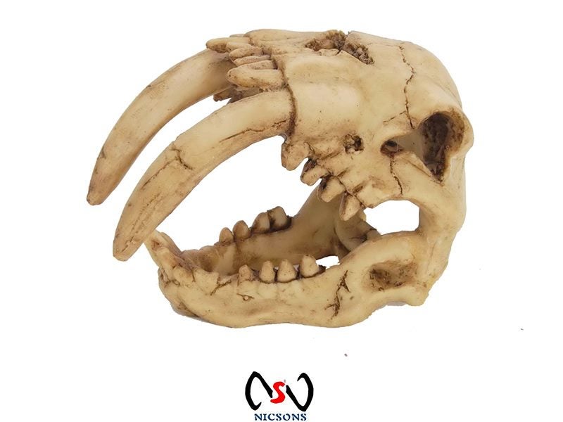 Saber Tooth Tiger Skull Fish Decorations 23 x 14 x 18cm Carousel 1