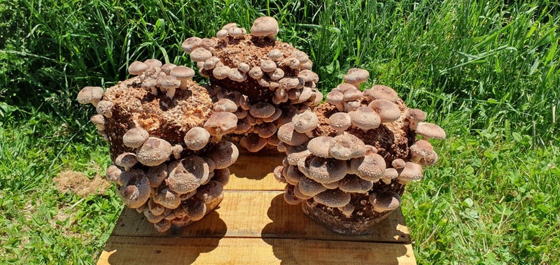 Shiitake Block Ready To Go - Grow Your Own Carousel 2