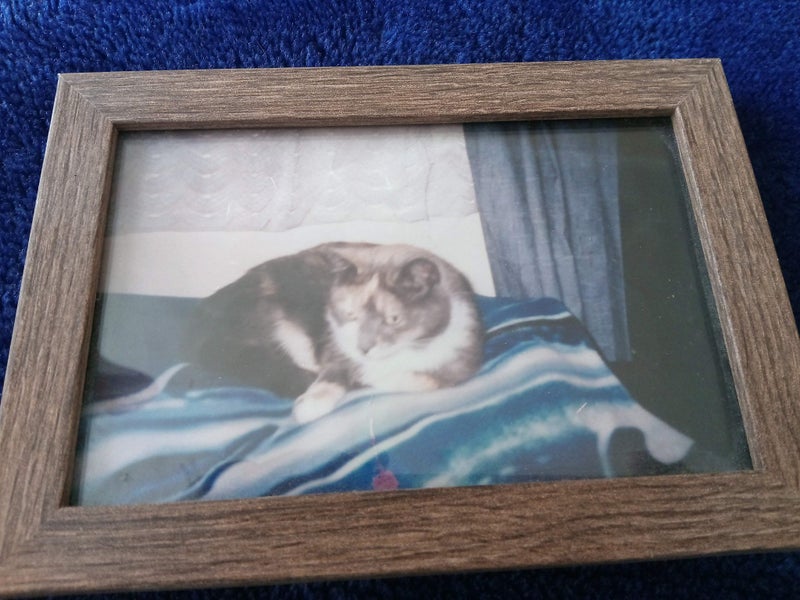 Cat Carousel 1