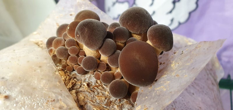 Pink/Grey Oyster & Shiitake, Turkey Tail and more Mushroom Spawn Carousel 1