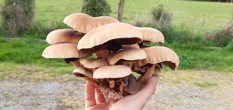 Pink/Grey Oyster & Shiitake, Turkey Tail and more Mushroom Spawn Carousel 2