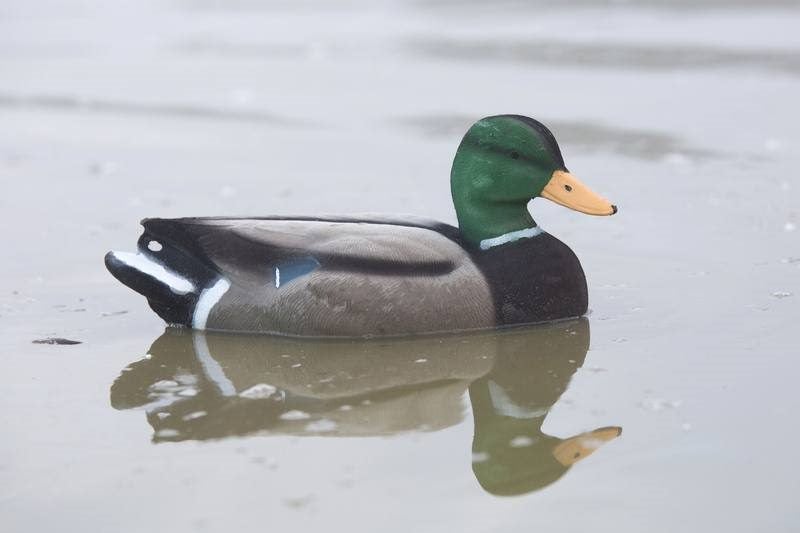 Mallard Decoys 20" Flocked 4 Hens 2 Drakes Carousel 5