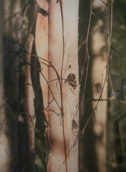 Framed Print: Close up Tree (58x52cm) Carousel 6