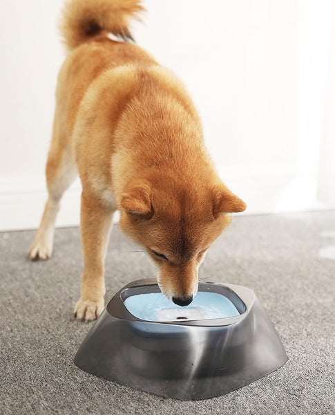 Pet Water Bowl New Carousel 2