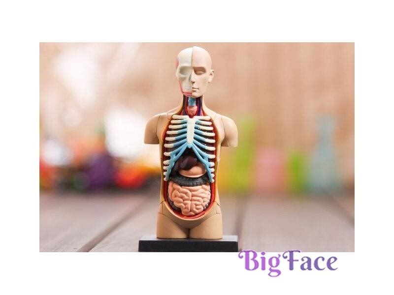 Human Anatomy Model Medical Teaching Kits Carousel 2