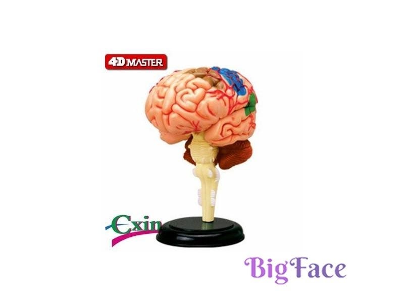 Human Anatomy Model Medical Teaching Kits Carousel 1