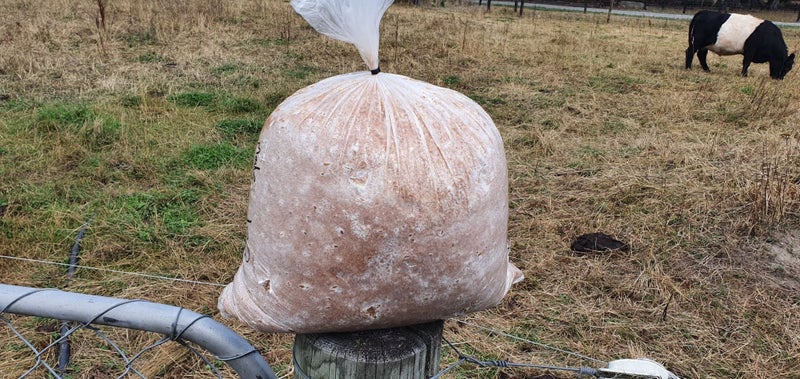 Grow Your Own Mushrooms at Home - 5 Step Phoenix Oyster Kit Carousel 6