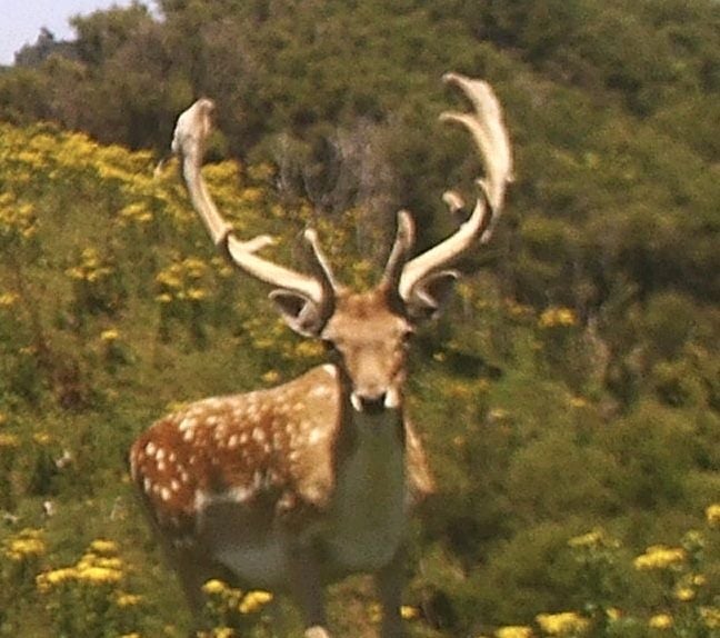 Deer Hunting At Its Best Carousel 2