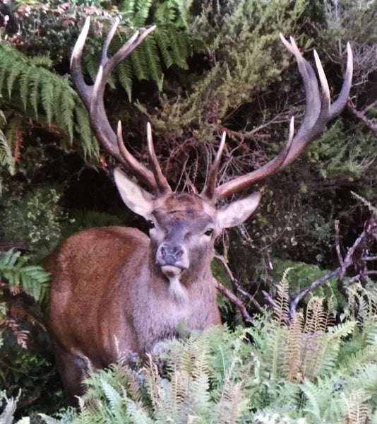 Deer Hunting At Its Best Carousel 1