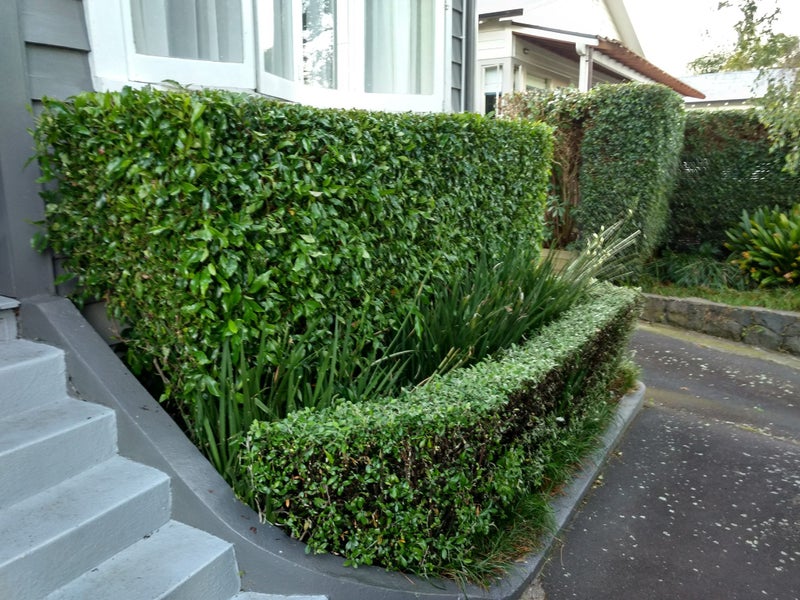 ASAP: Garden Maintenance: Hedge Trim & Tree Prune Carousel 19
