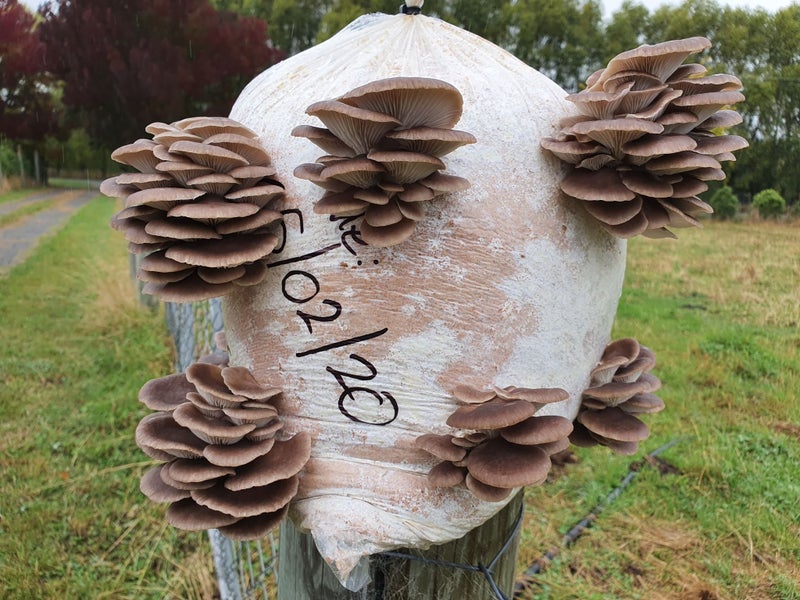 Grow Your Own Mushrooms at Home - 5 Step Phoenix Oyster Kit Carousel 1