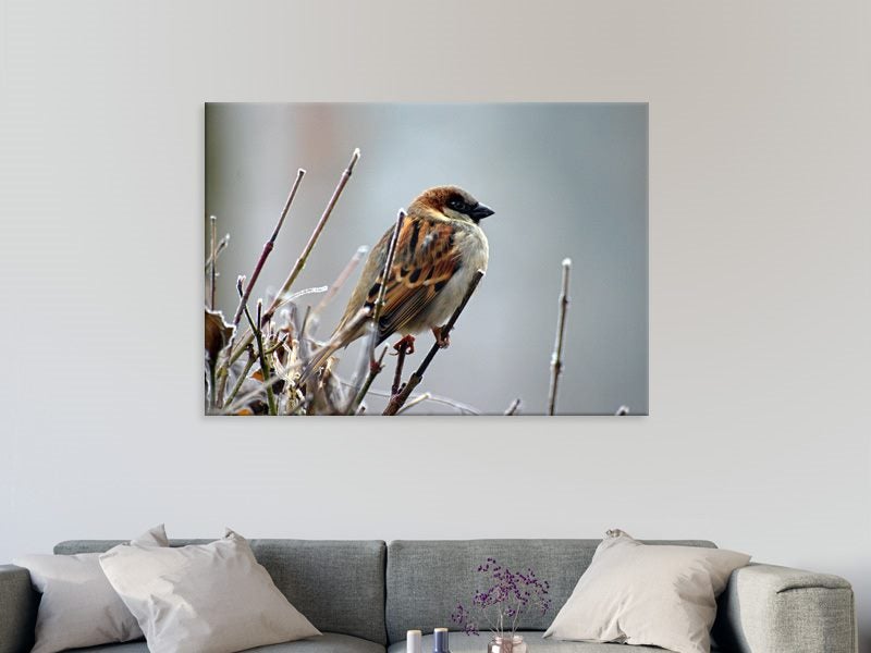 Bird - Sparrow - Contemporary Art - Bird Art - Wall Art - Nature - Art Prints Carousel 2