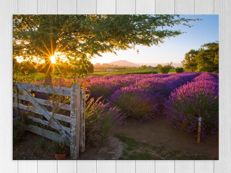 Landscape - Farm - Purple - New Zealand - Nature - Wall Art - Art Prints Carousel 1