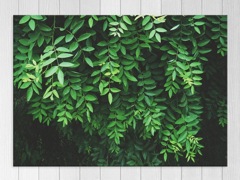 Green - Leaves - Nature - Landscape - Wall Art - Art Prints Carousel 1