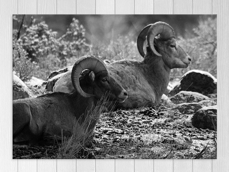 Sheep - Black And White - Forest - Animal - Wall Art - Artwork - Art Prints Carousel 1