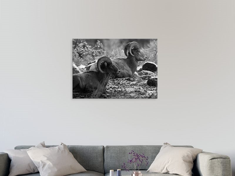 Sheep - Black And White - Forest - Animal - Wall Art - Artwork - Art Prints Carousel 2