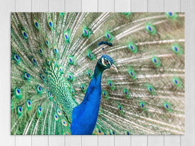 Peacock - Bird Art - Contemporary Art - Blue Green - Wall Art - Art Prints Carousel 1