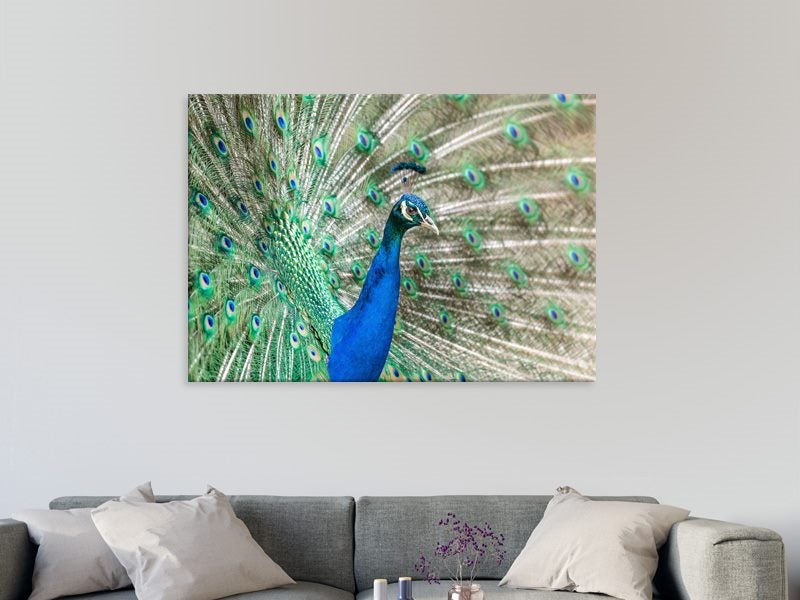 Peacock - Bird Art - Contemporary Art - Blue Green - Wall Art - Art Prints Carousel 2