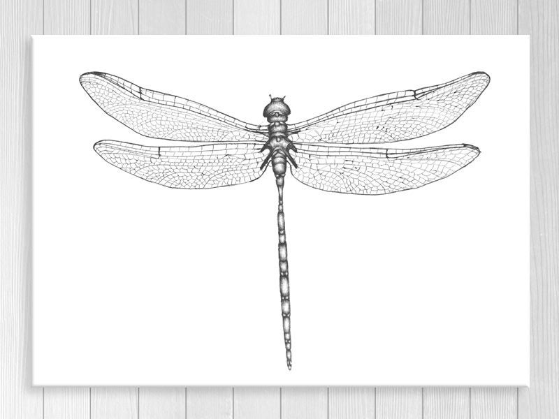 Dragonfly - Contemporary Art - Black And White - Wall Art - Art Prints Carousel 1