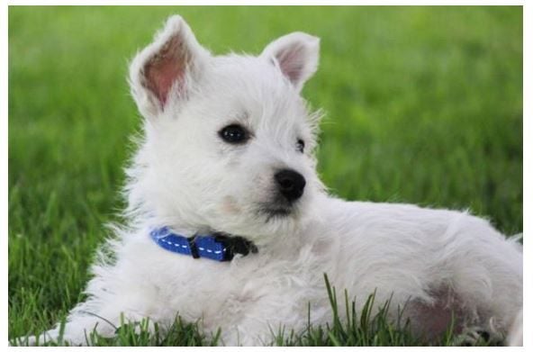 ROGZ DOG COLLAR NITELIFE SMALL 11mm WIDE 20 - 31CM NECK TURQUOISE Carousel 2