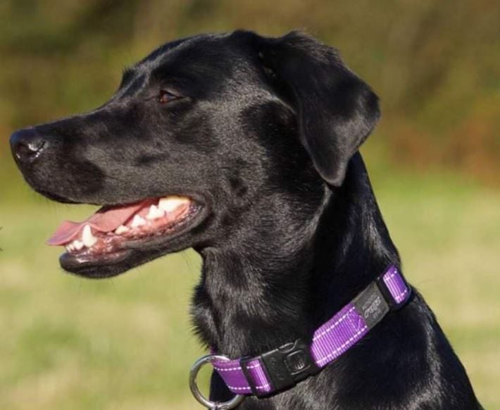 ROGZ DOG COLLAR FANBELT LARGE 20mm 34 - 56CM RED Carousel 2