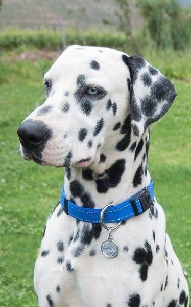 ROGZ DOG COLLAR LUMBERJACK XTRA LARGE 25mm 43 - 70CM BLUE Carousel 2