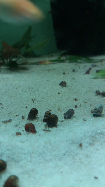 50 X Ramshorn snails 2-5mm Carousel 1