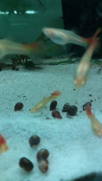 50 X Ramshorn snails 2-5mm Carousel 2