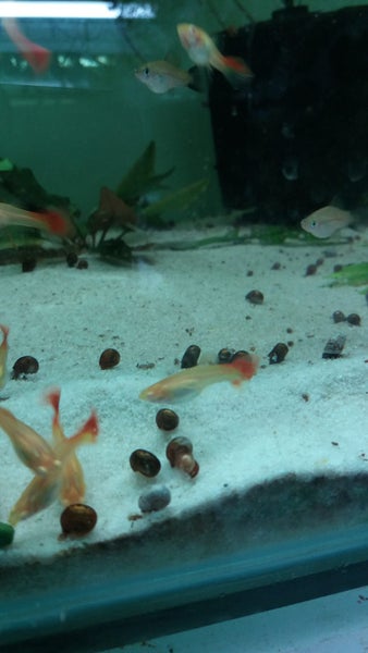 50 X Ramshorn snails 2-5mm Carousel 5