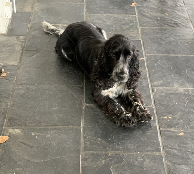 Arthur - English Cocker Spaniel Carousel 2