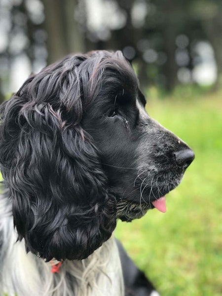 Arthur - English Cocker Spaniel Carousel 5