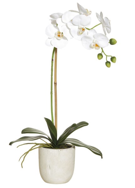 Butterfly Orchid - Potted Carousel 1