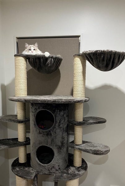 Clearance * New Luxury Twin Tower - Pet/Cat Show Product - 189cm63813439812738113