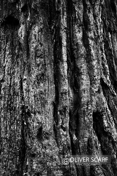 Tree Bark Print Carousel 1