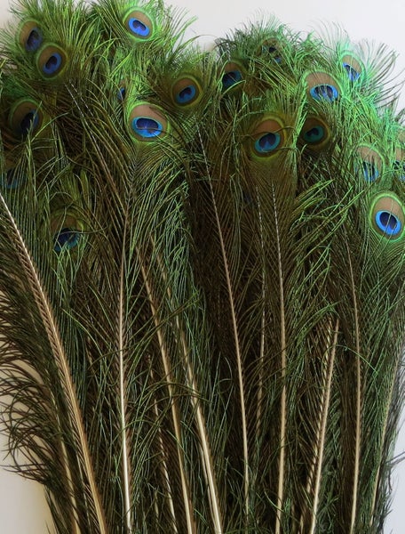 Feathergirl: Complete Peacock Tail $1 Reserve Carousel 1