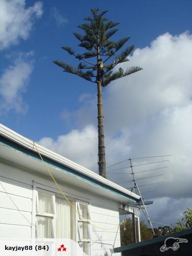Stump grinding, Tree removal and pruning Carousel 19