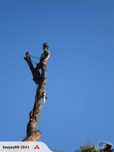 Stump grinding, Tree removal and pruning Carousel 2