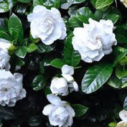 Gardenia florida outstanding evergreen shrub highly fragrant double white blooms Carousel 1