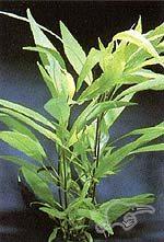 Blue Hygro Carousel 1