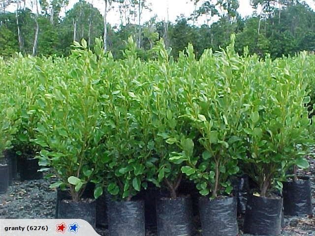 LARGE BUSHY GRISELINA BROADWAY MINTS x10 Carousel 1