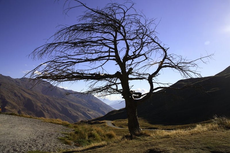 Crown Range Tree Carousel 1