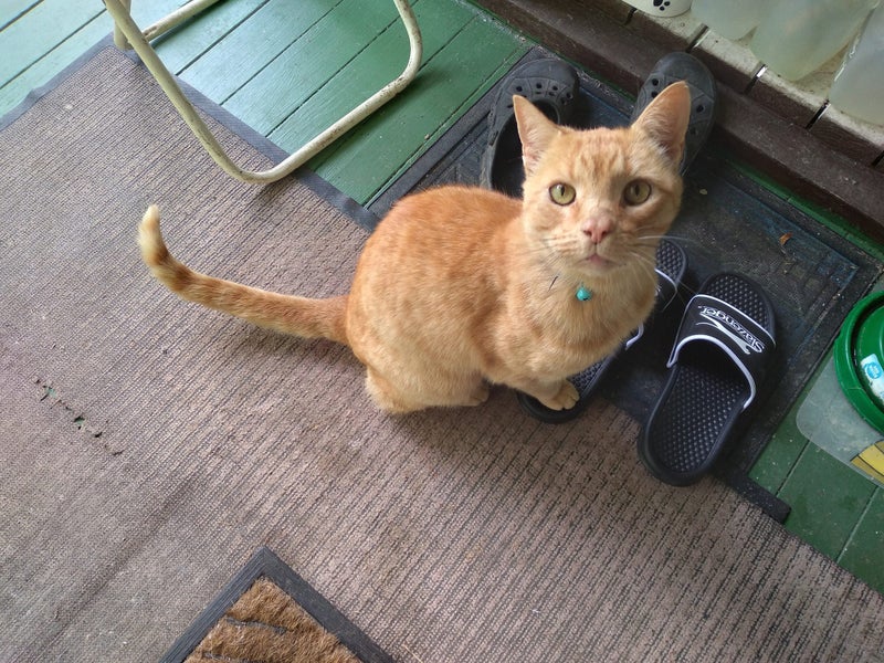 Stray/Found Cat Carousel 1