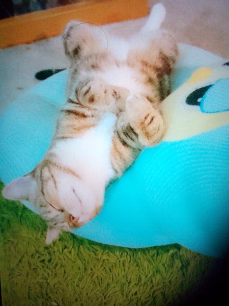 LOST CAT - Peanut, Black/Ginger/Fawn Striped, short haired female cat Carousel 6