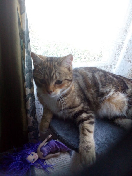 LOST CAT - Peanut, Black/Ginger/Fawn Striped, short haired female cat Carousel 2