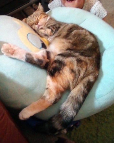 LOST CAT - Peanut, Black/Ginger/Fawn Striped, short haired female cat Carousel 1