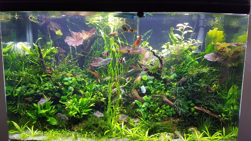 Planted Tank Root Tabs (Capsules), NPK, Plus Trace Elements Fertilizer. Carousel 2