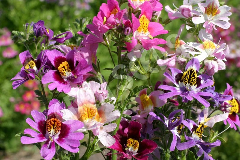 Schizanthus Angel Wings 20 seeds Carousel 1